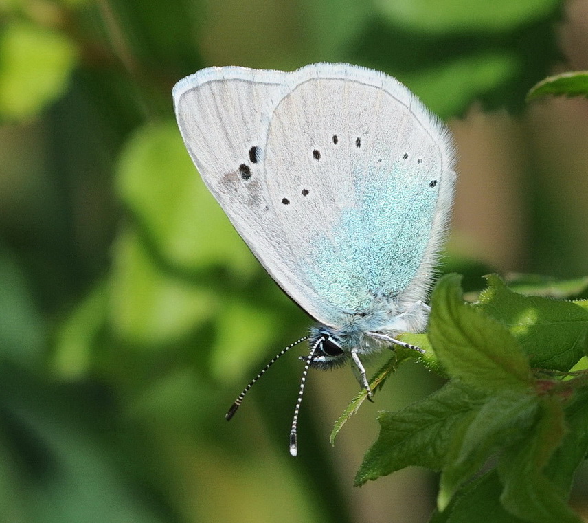 Glaucopsyche alexis (Lycaenidae)